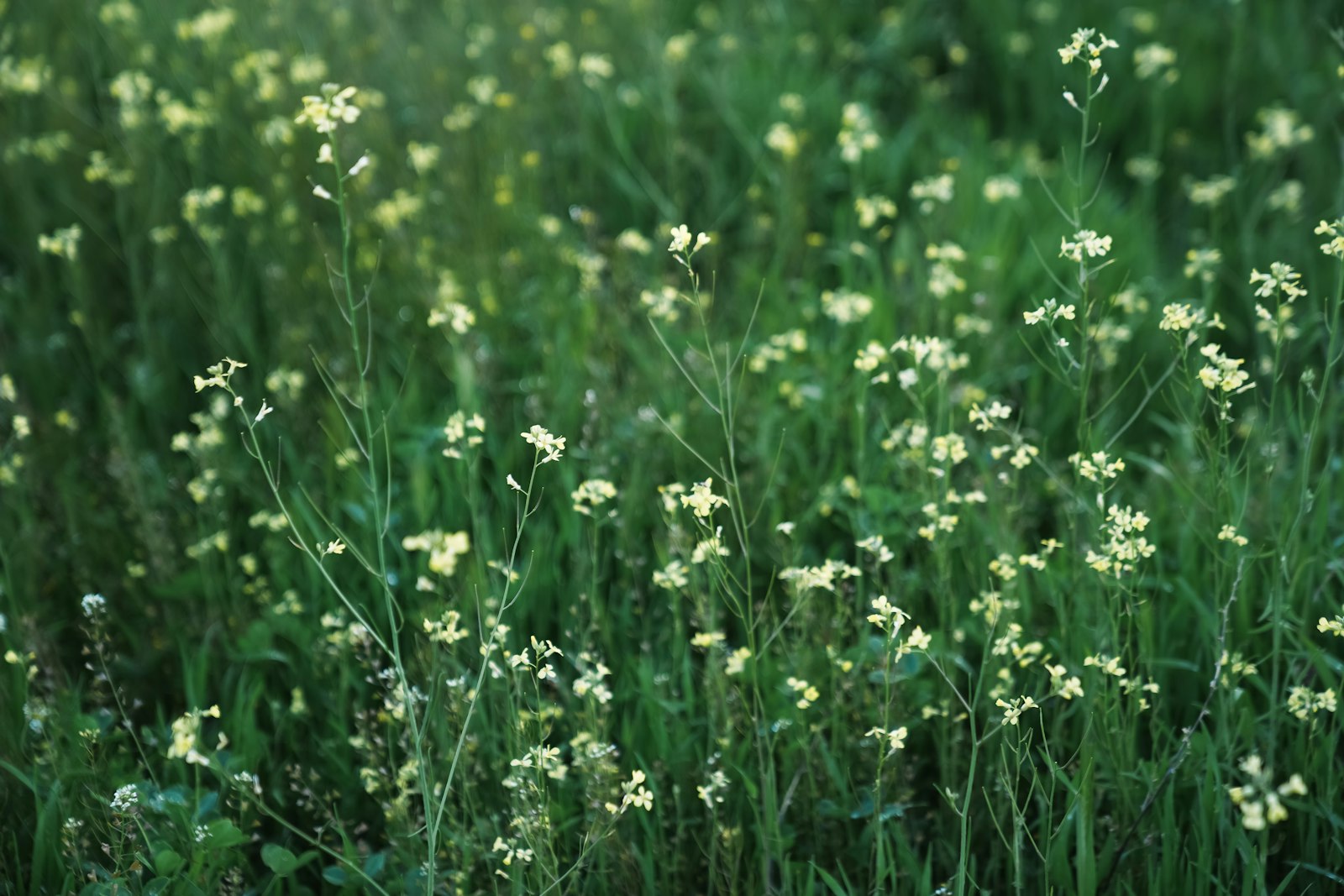 Meadow with many small white-flowering plants of the mustard family, relatives of Arabidopsis