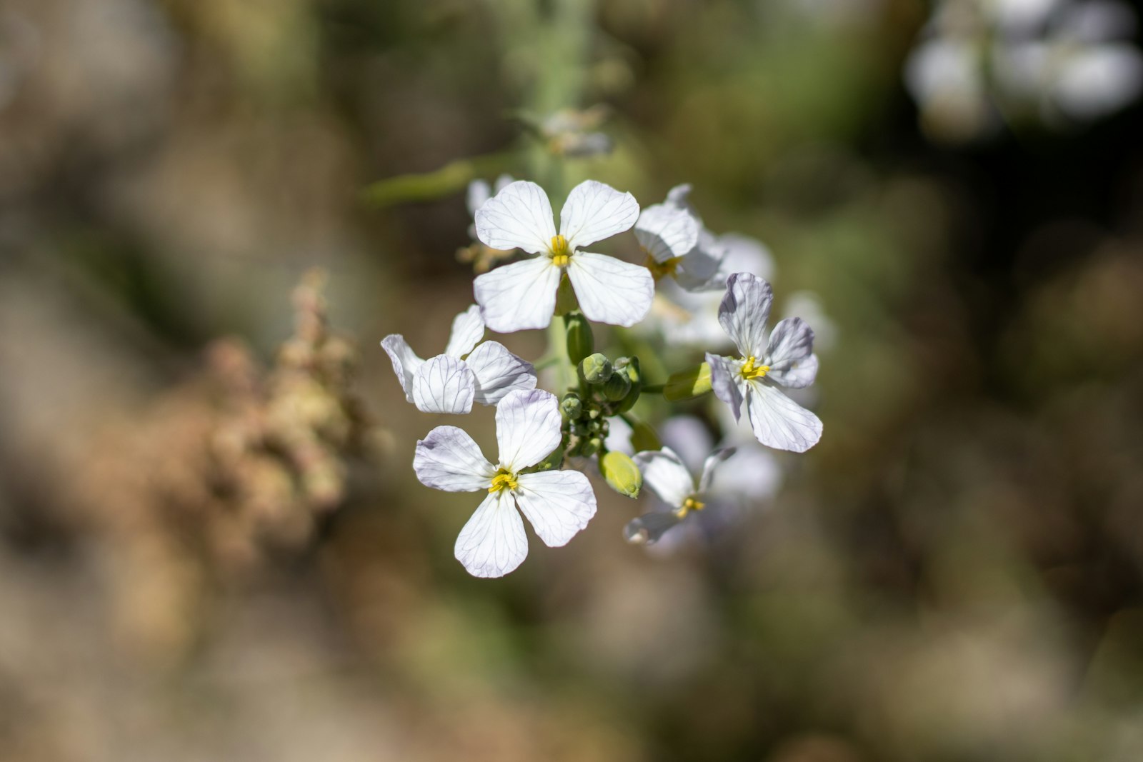 Small white flowers of a mustard-family plant in bright, dry sunlight